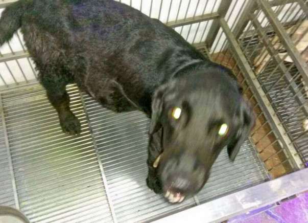 Help Us Pay For The Treatment Of Bruno, An Abandoned Dog