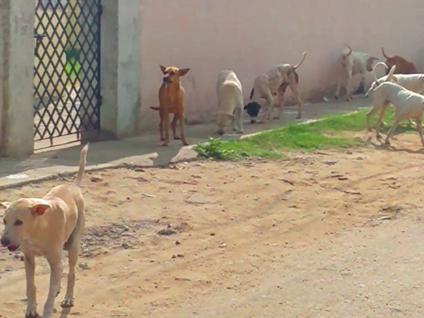 Feed Mongrels Near My Home