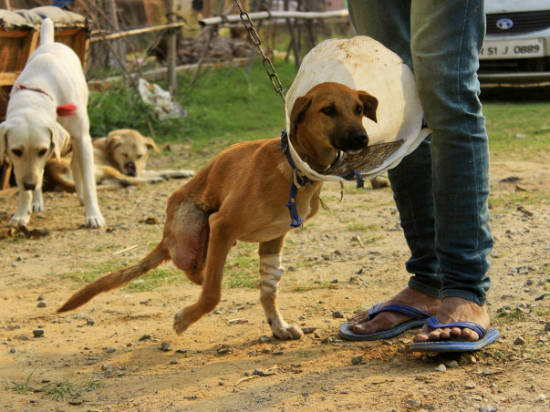 Help In The Treatment Of These Voiceless Furries