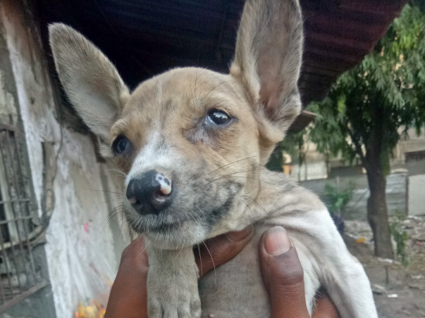 Help Save Prince's Life