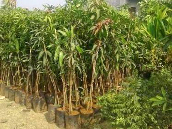 Help Mother Earth🌎
TREE PLANTATION 🌳🌴