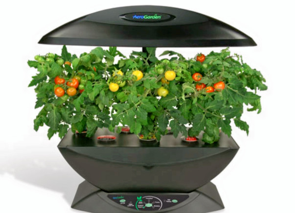 I am pledging my birthday to indoor Tomato growing