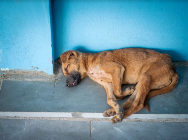 Help PFA get an ambulance for emergency rescues!