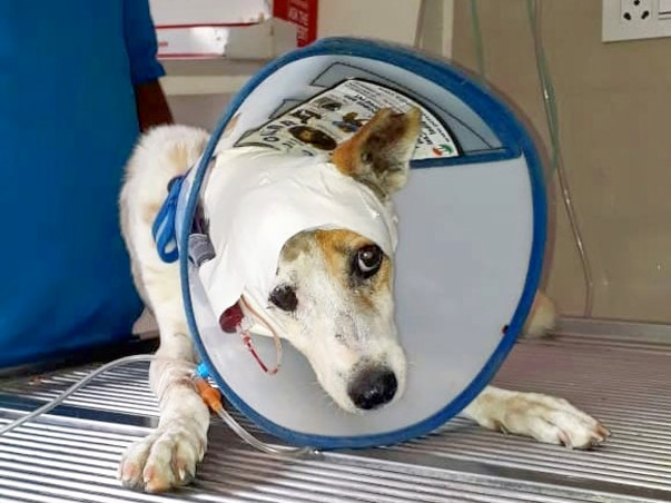 Help Adele Get Treated