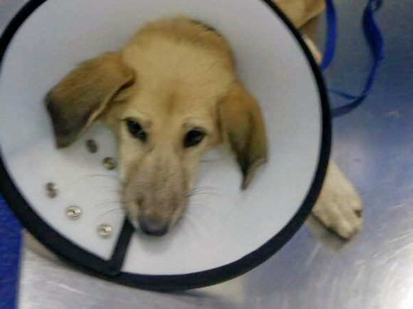 Help Ena, a dog beaten & thrown away with a broken leg
