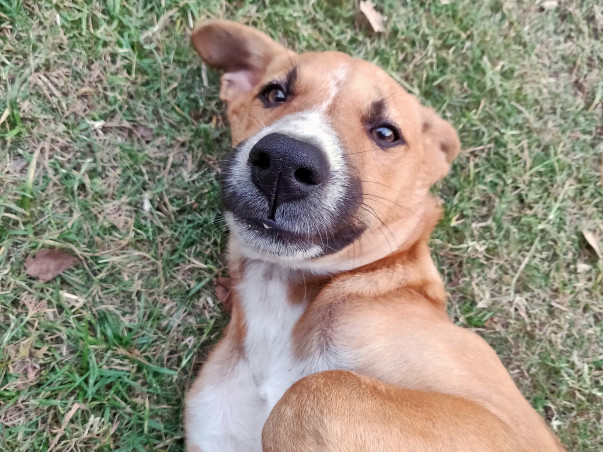 Help Smokey Fly Home!