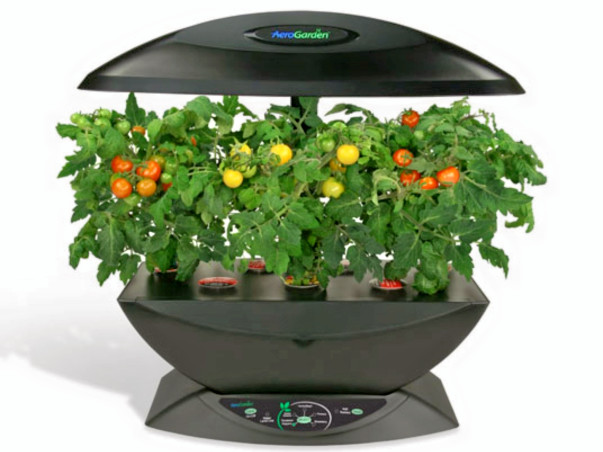 I am pledging my birthday to indoor Tomato growing