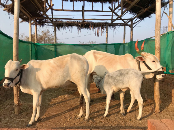 Lakshmi Narayan Gaushala