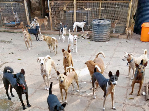 Haven of Miracles Enclave (H.O.M.E) Animal Rescue shelter in Goa