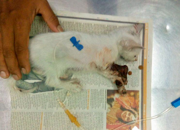 Help save Chhotu!