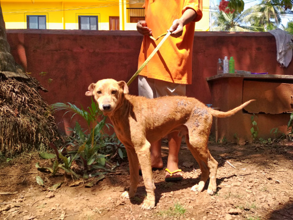 Help our new Rescue Clinic keep Marley & his friends safe