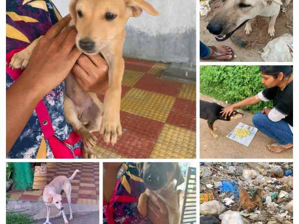 Rabies Free Community Dogs