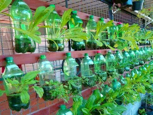 Help Shyam Building Eco-friendly Organic Vertical Garden