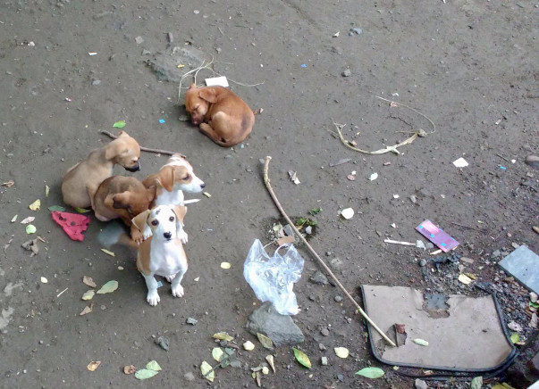 Neuter & Vaccinate Stray Dogs - Prevent Attacks on Kids