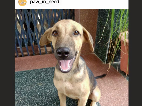 Help Lucky And Snoopy To Reach Their Forever Home