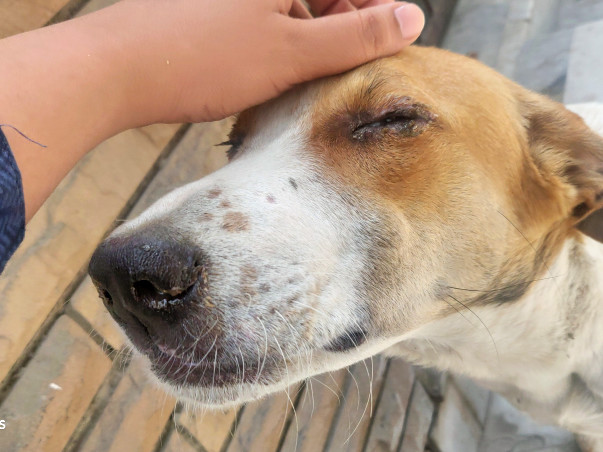 Suffering from Distemper please Help Innocent stray Dog Mickey