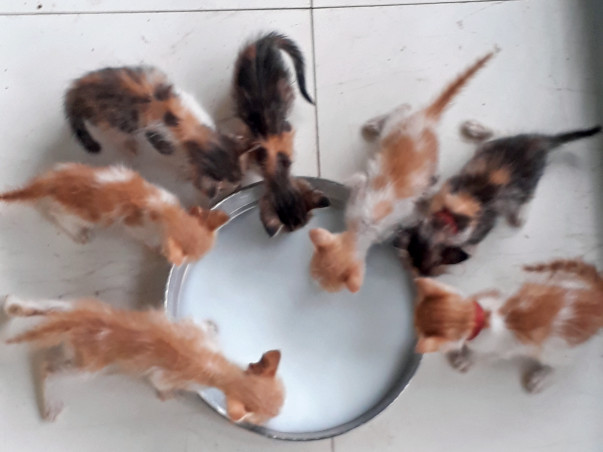 Help The Stray Babies Get Home