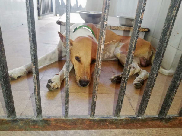 Save Taro and Cheetah