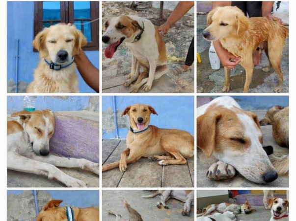 Monthly sponsor for Shelter Animals