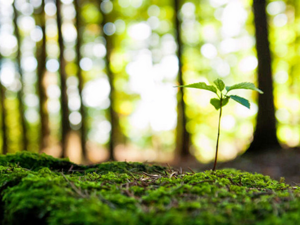 Green Earth Revolution for a better future