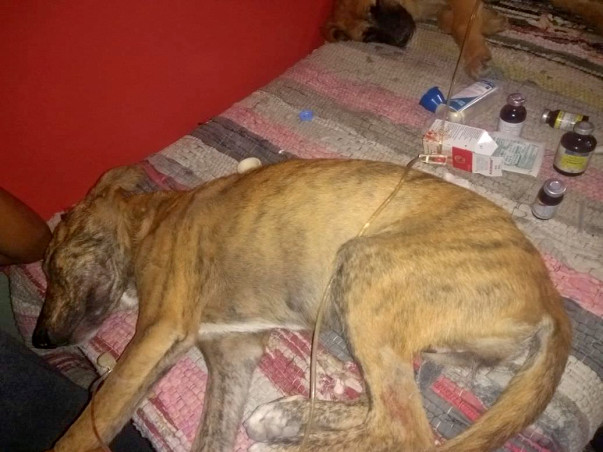 Help Save Angel and Brownie from Parvo Virus