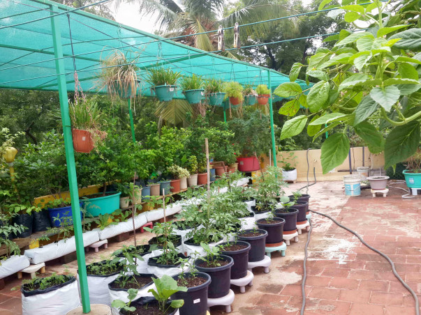 Urban farming initiative for Roof-Tops with solar pannels