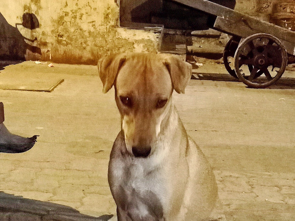 Help Me Treat Stray Animals