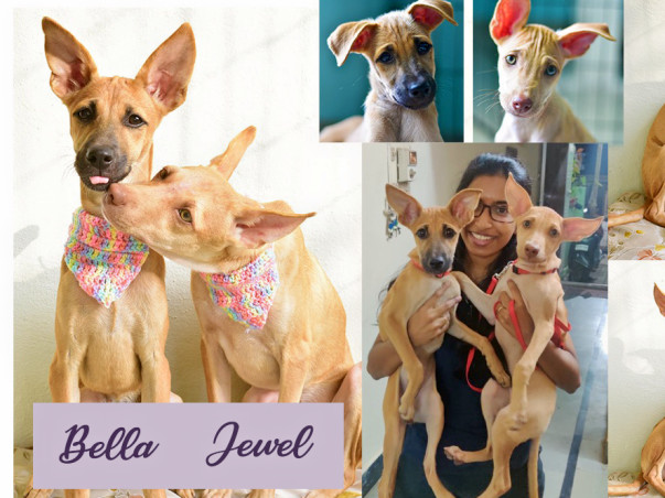 Help Bella And Jewel Stay United With Their Rescue Mom