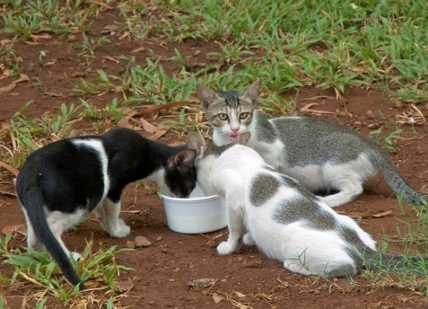 Help build community of volunteers for Animals in need