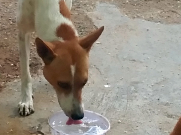 Help Us Feed Stray Dogs!