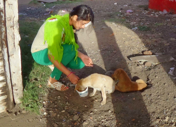 Help Us Build A Rehab Center & Treatment Unit For Stray Animals