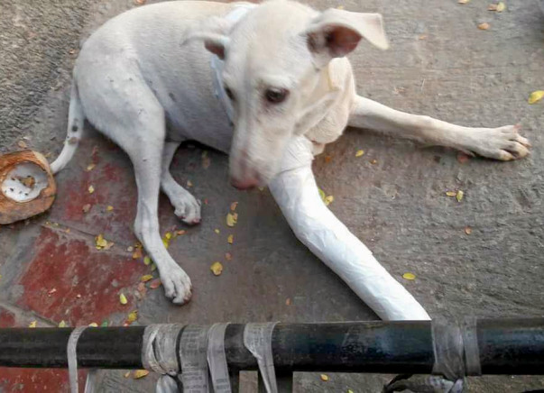 An Accident Has Crippled Gauri And She Needs Help To Run Again