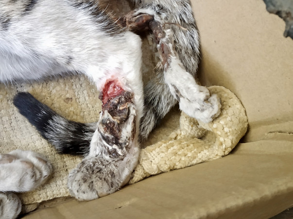 Help Milo Survive Her Amputation