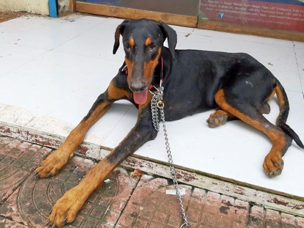Rescued Doberman Noah Needs You!