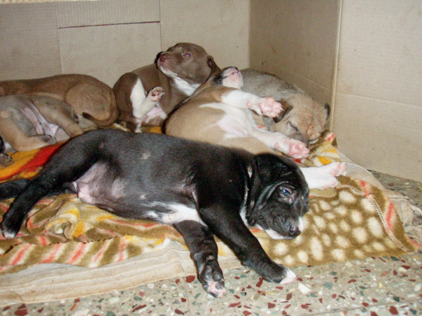 Help The Strays Lead A Better Life