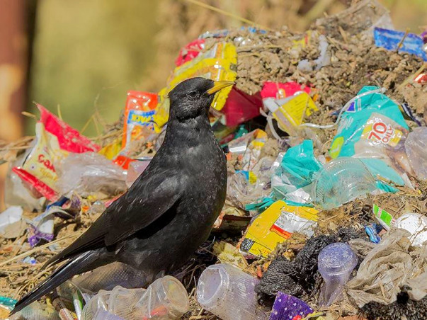 Help Sachin to make Himalaya plastic free #Banplasticinhimalaya