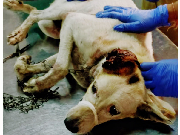 Help Ruby an old stray dog fight cancer