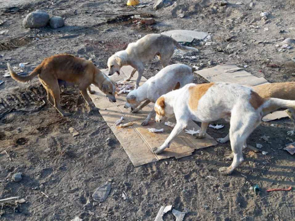 Animals are dying at Navi Mumbai Airport Site!
Help us feed them!