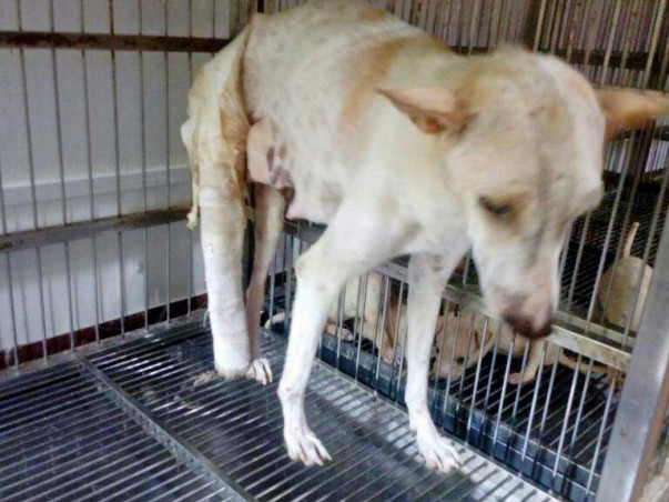 Help Us Pay For The Treatment Cost Of An Abused Mother Dog