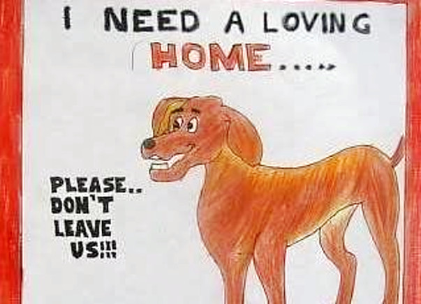 Help Street Dogs Get Food And Shelter