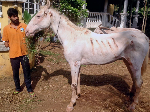 HELP BUILD A CHRISTMAS STABLE FOR ATHENA, AN ABUSED HORSE.