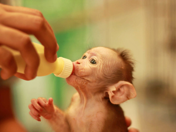 Love All Life - Animals Too
