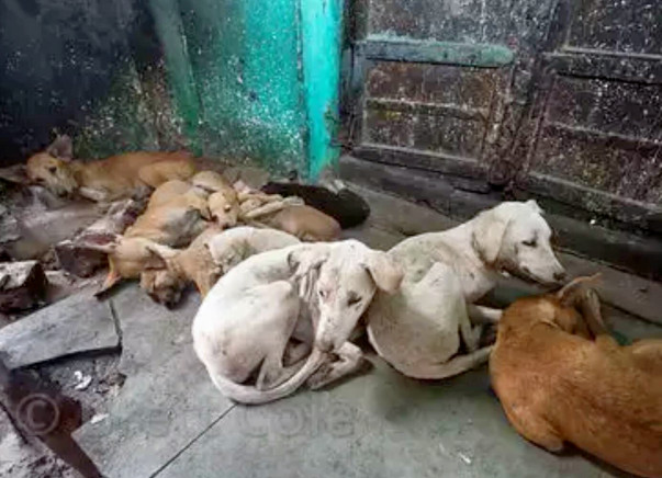 DOG STERILISATION CAMP