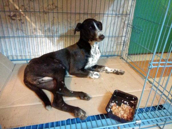 Fudge Needs Your Help!