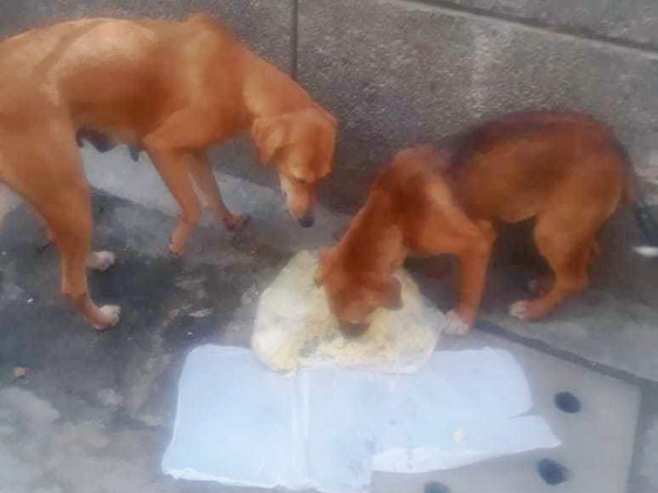 Help Preeti Feeding Dogs