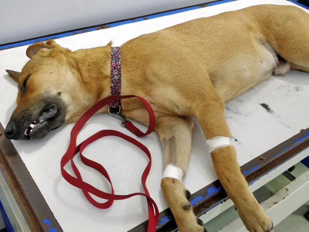 To help Bruno Repair His Fractured Leg.