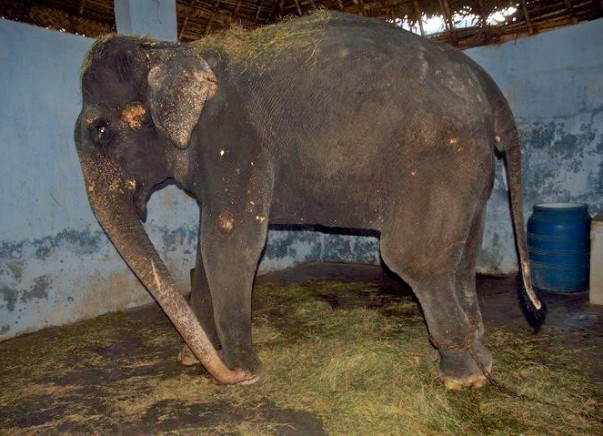 Help Rescued Elephant Lakshmi Reach Her Forever Home