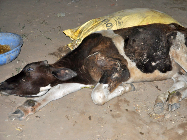 Animals At Doon Animal Welfare Needs Your Help