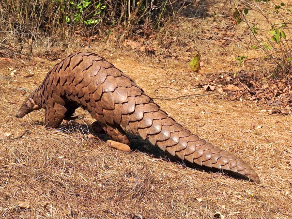 Save Pangolins in Sindhudurga District, Maharashtra, India