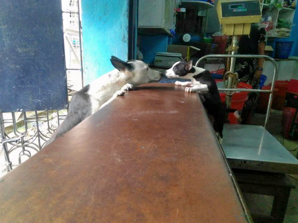 Help Me Save 25 Homeless Dogs